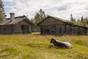 En Kalv Ligger Intill Två Fäbodar. Fäbodkultur Källa Fotoakuten